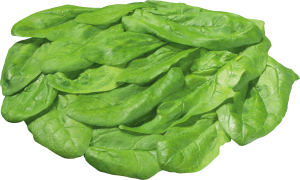 Spinach PNG-79129